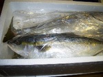 0911fish5.JPG