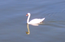 swan4.JPG