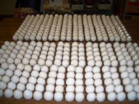 1003fish3.JPG